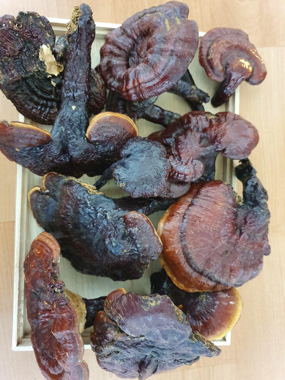 자연산 영지버섯