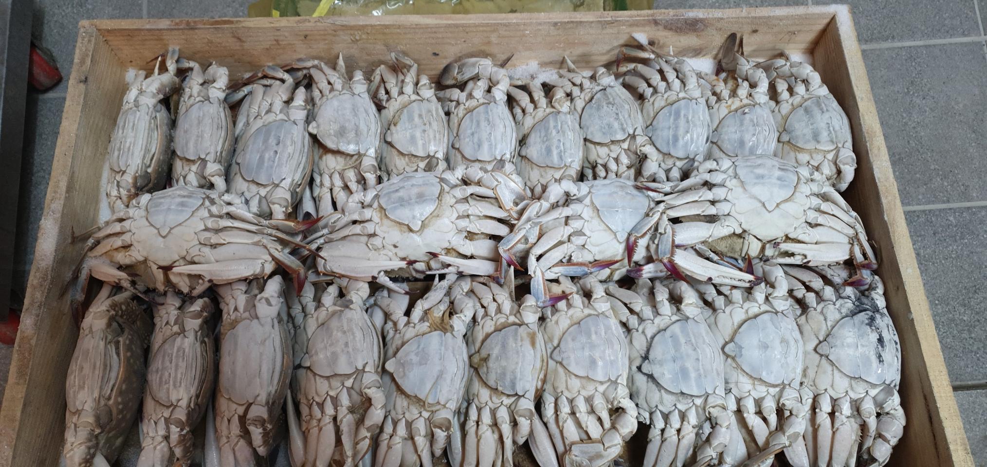 냉동 알찬 암꽃게( 대ㆍ중ㆍ소 사이즈)