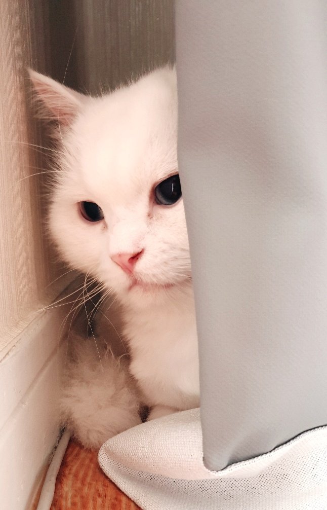 릴 하이브리드2.0 빈박스 팝니다.