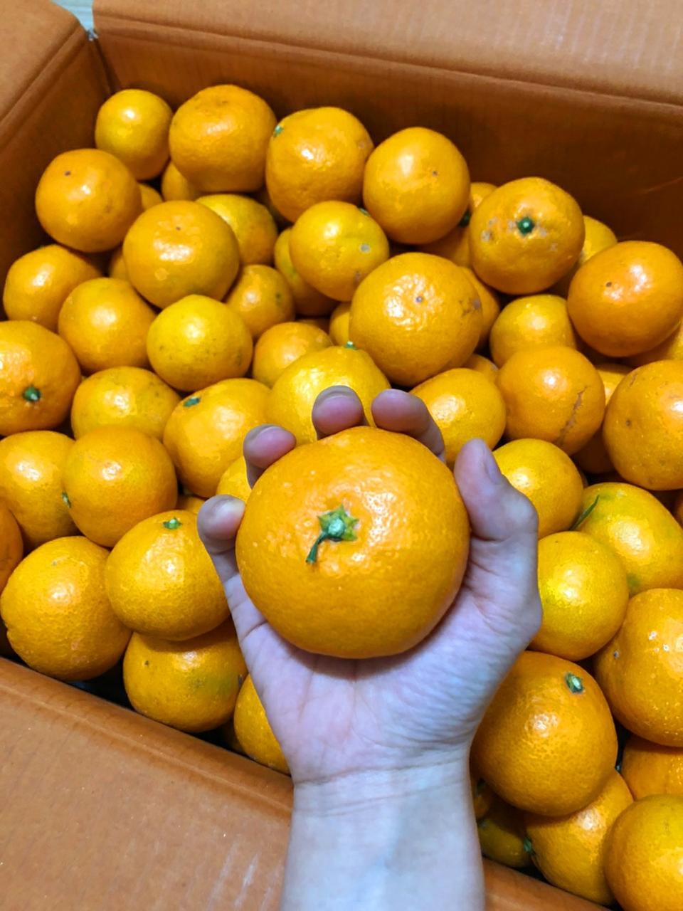 [꿀맛보장] 제주감귤 10kg 당일수확 산지직배송 무료배송