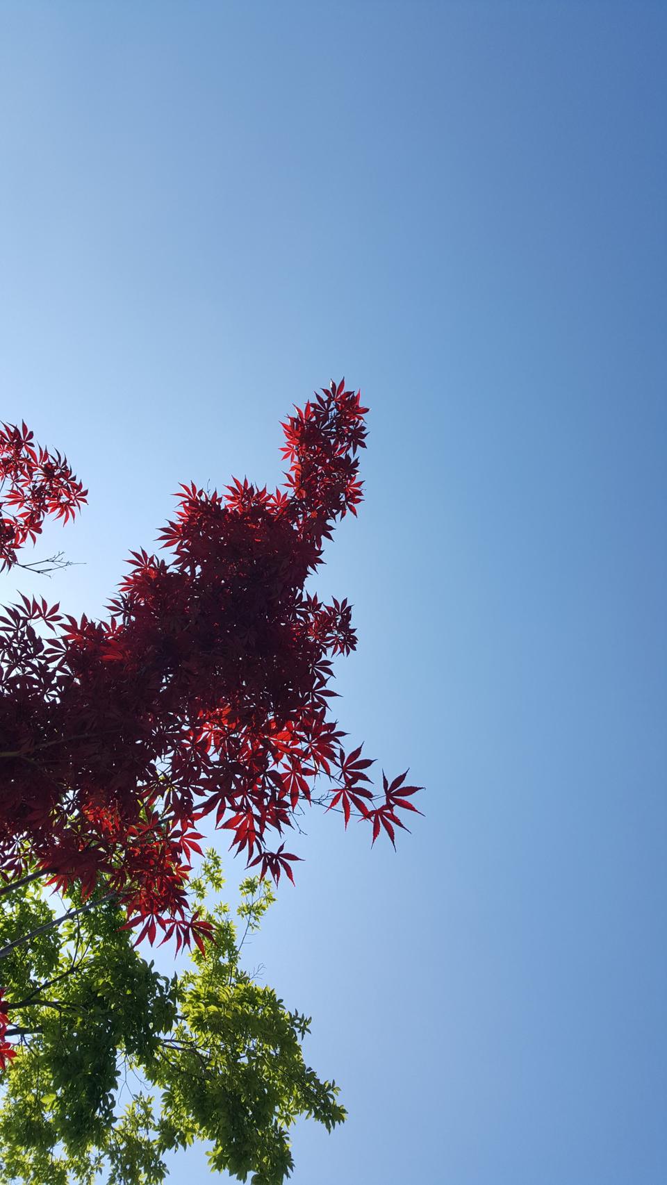 골드원석이어링 베이지원석 화려한귀걸이