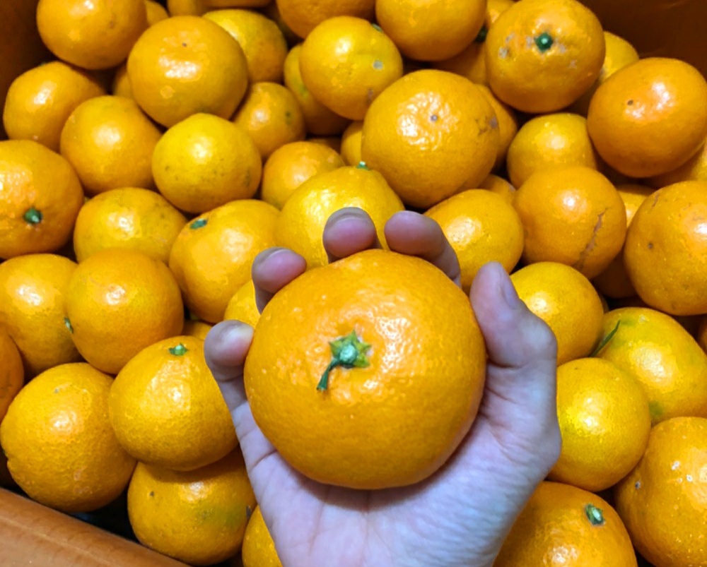 [꿀맛보장] 제주노지감귤 10kg 산지무료직배송