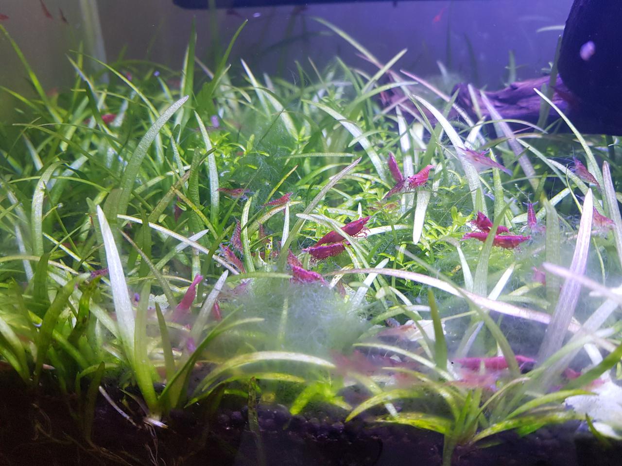블루벨벳 새우. 어항
