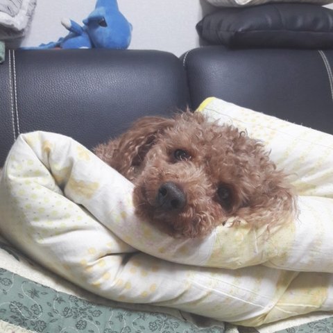 CraJimin의 프로필 이미지