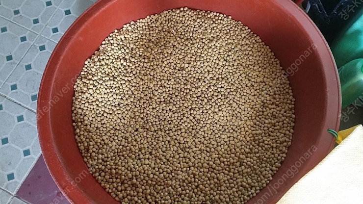 ※ 메주콩.....시골 어머니께서 직접 재배하신 (흰콩)백태