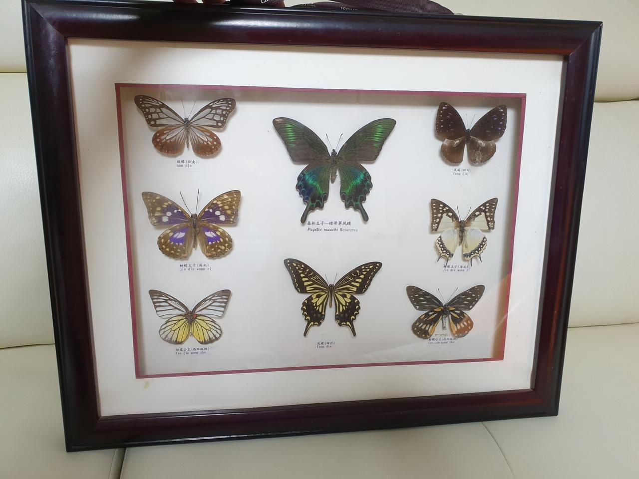 박제된 나비액자