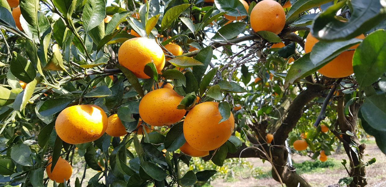 천혜향 사촌동생 성전귤