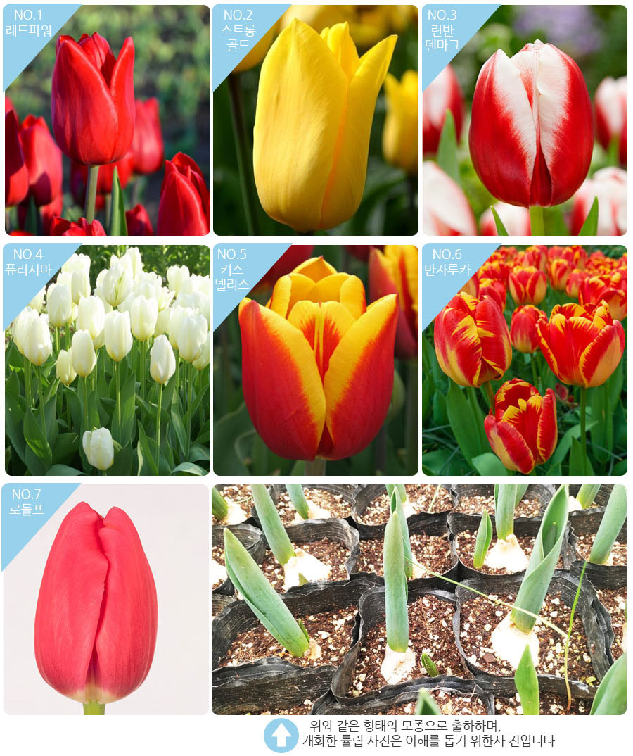 튤립,왕수선화, 미니수선화,크로커스 모종