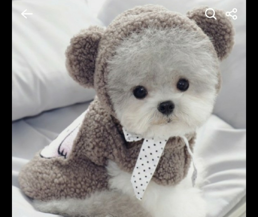 강아지옷 조끼+모자세트 S~M사이즈 새상품 팝니다.