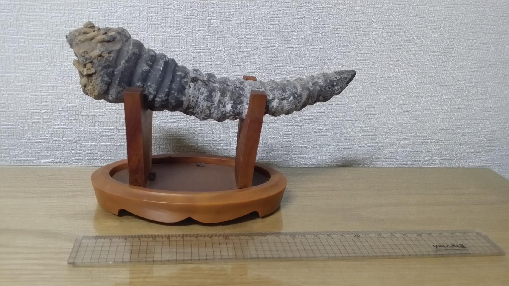 뿔화석 광물 원석