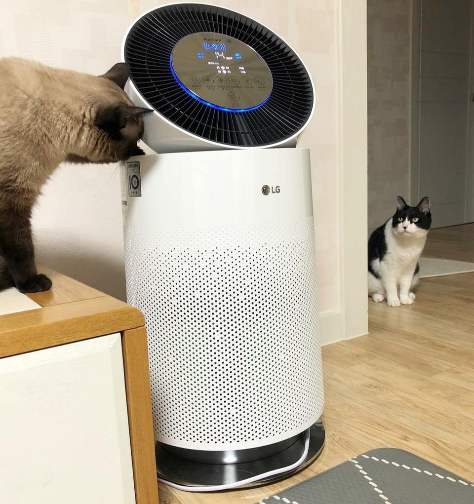 LG프리케어19평 펫공기청정기 사은품15만원 월38900