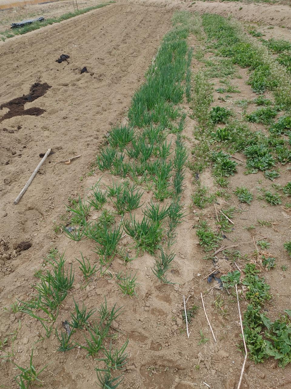 겨울지낸쪽파. 소량나왔습니다