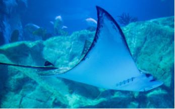 잠실 롯데월드 아쿠아리움 입장권