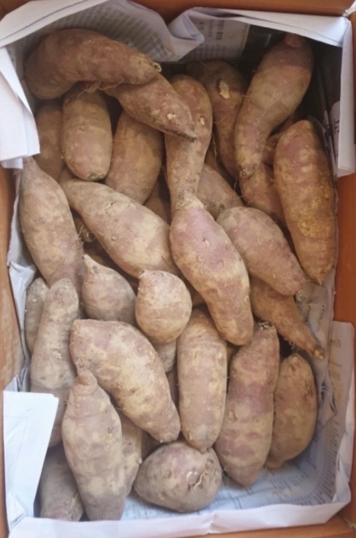 무료배송/ 맛있는 해남 꿀 고구마