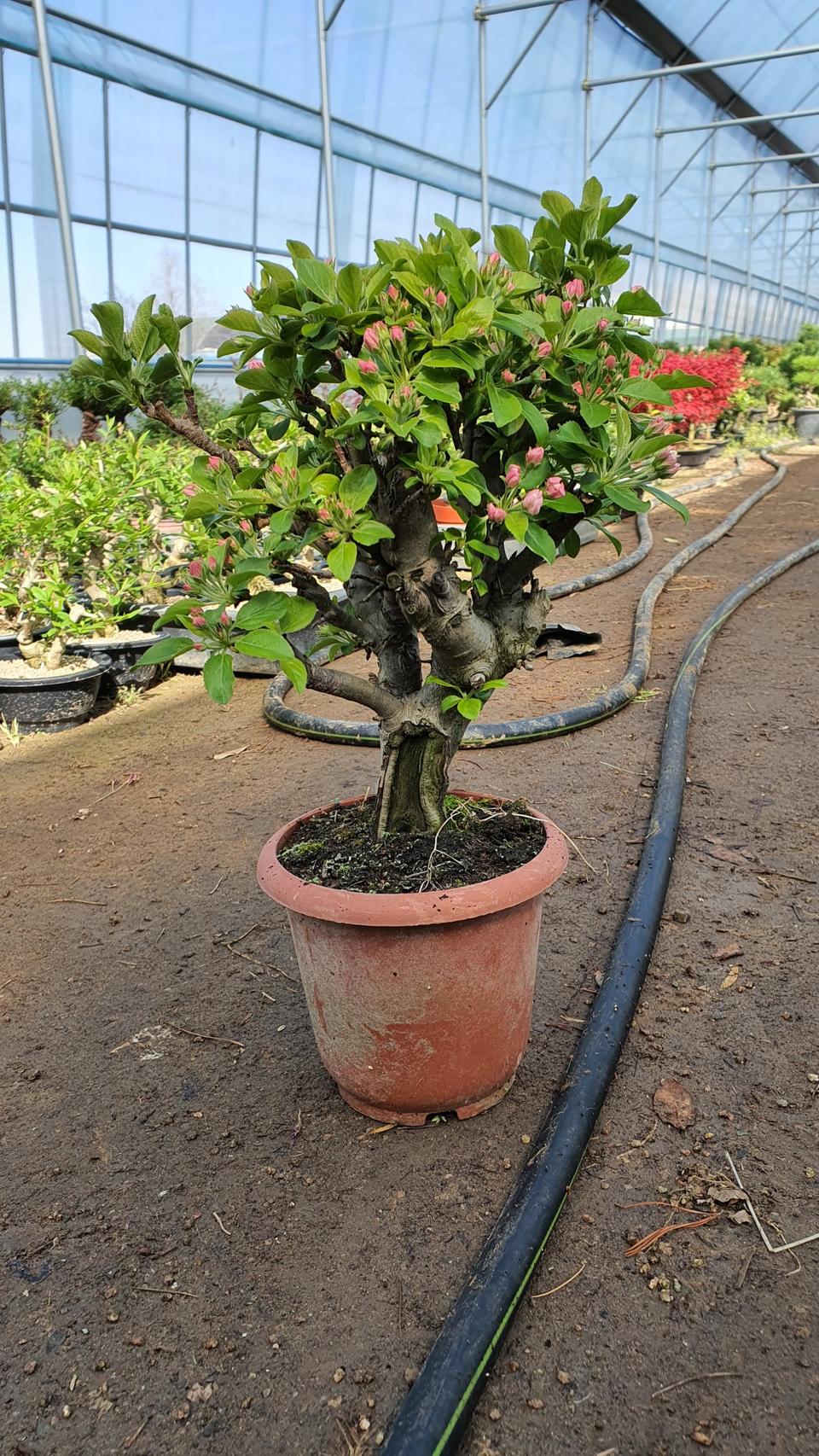 애기 꽃 미니 사과 나무 분재