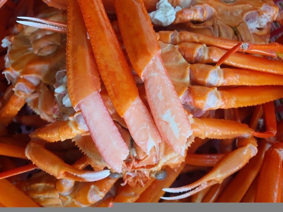 싱싱한 독도《홍게》