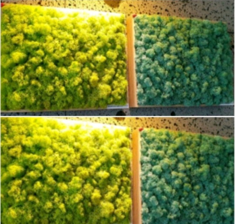 공기정화식물액자/스칸디아모스/공기정화흡음탈취제습/인테리어소품(대형사이즈)