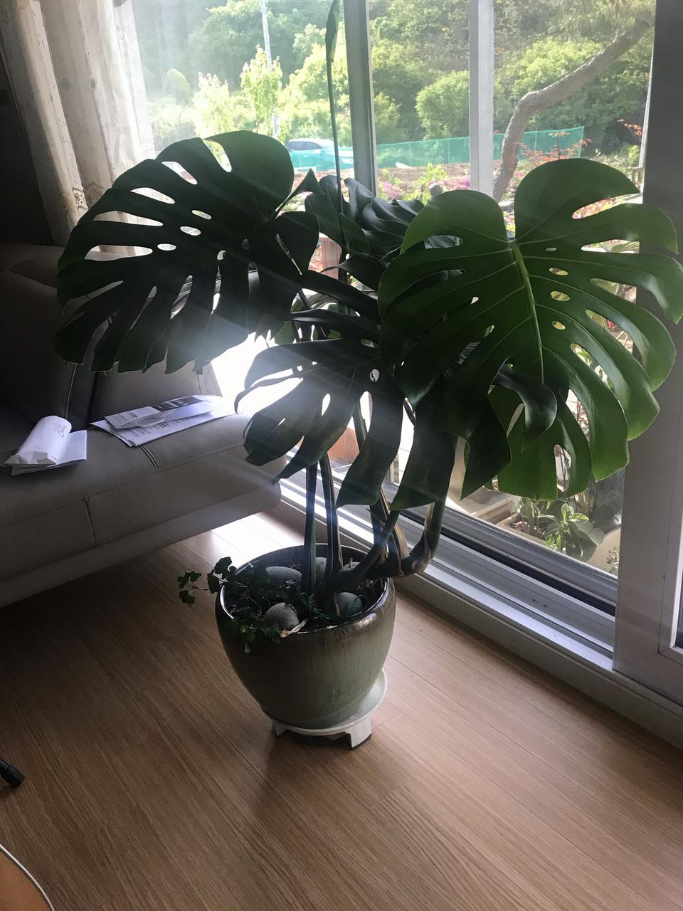 자이언트 몬스테라 대형 화분 (원형)