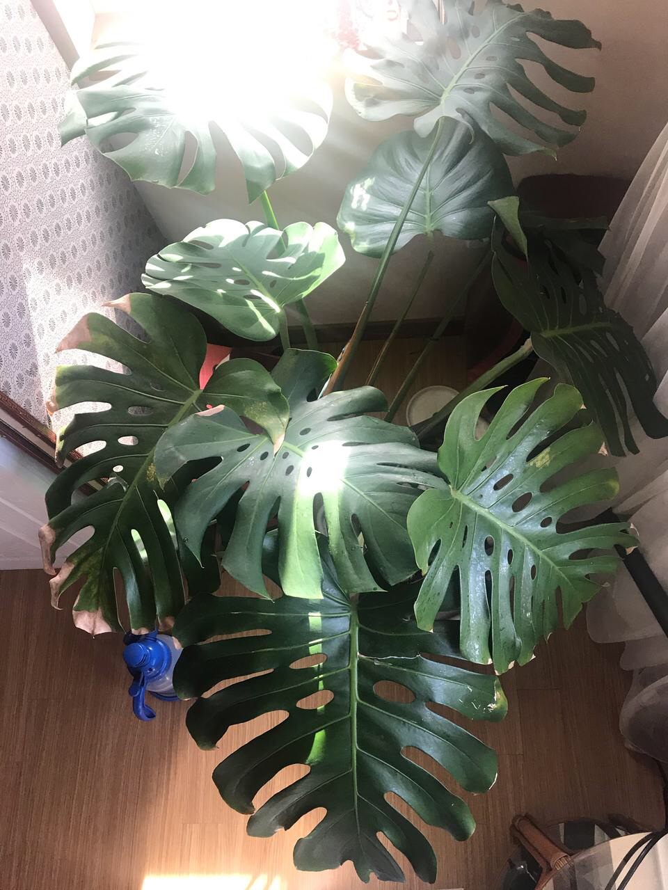 자이언트 몬스테라 대형 화분 (사각)