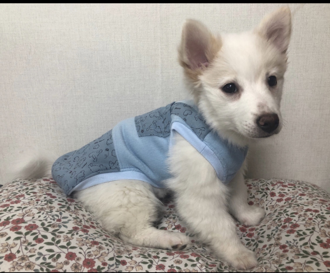 (핸드메이드 강아지옷M사이즈!!