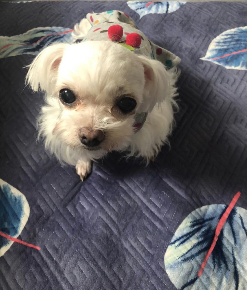 (핸드메이드S사이즈 !! 강아지상큼상큼!!