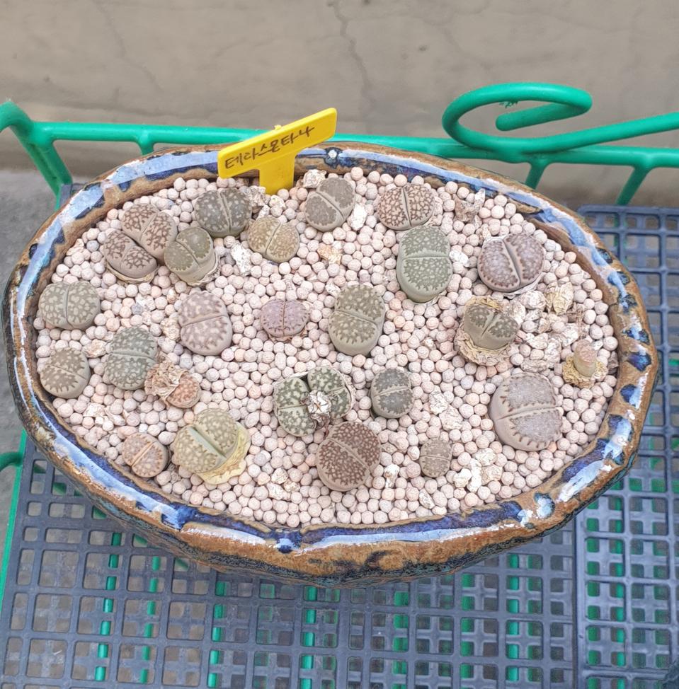 다육이 다육식물(리톱스)