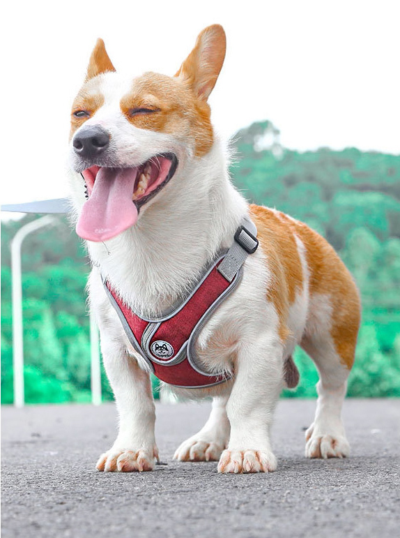 강아지 하네스 x자 가슴줄 앞섬방지