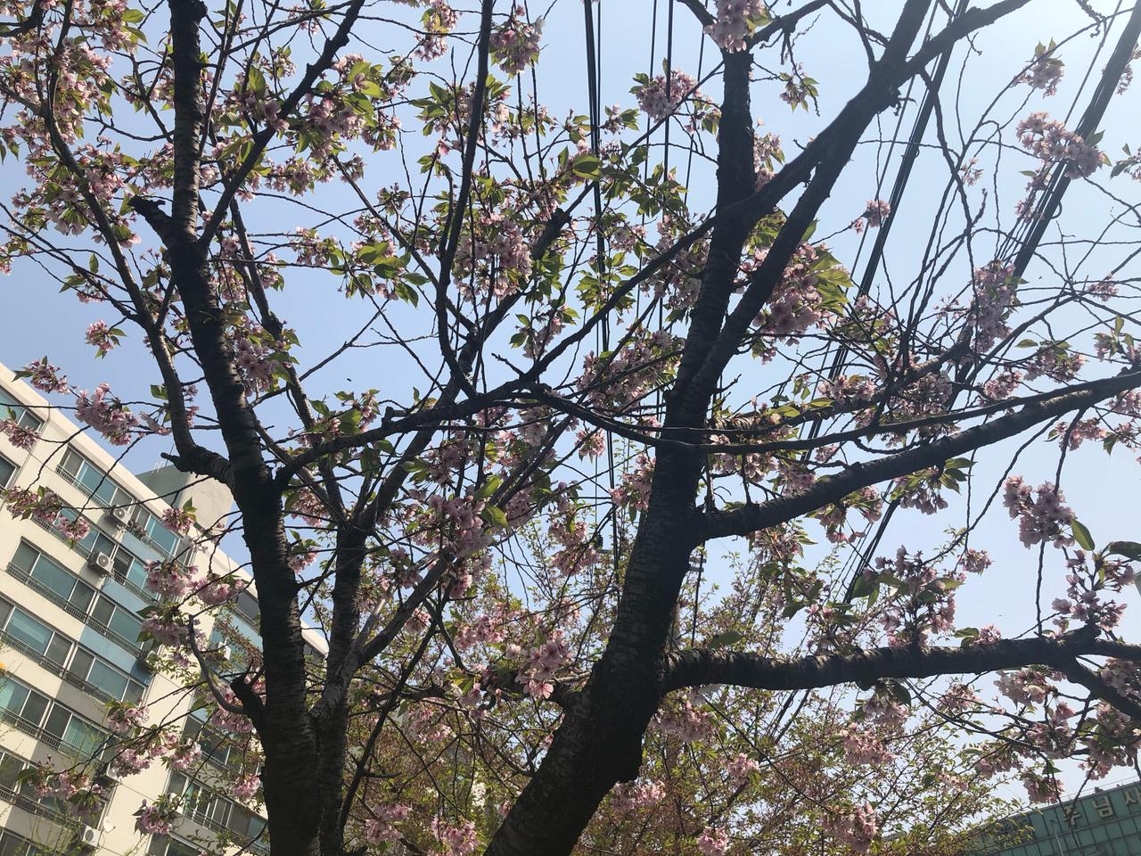 JNL-101k 제스코 무소음 마우스 택포 만원 구매합니다