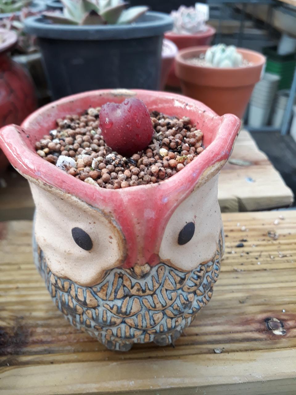 이쁜앵두같은 식물화분