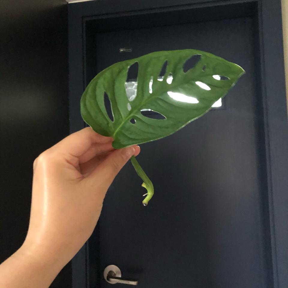 수경재배 몬스테라 아단소니 아돈소니