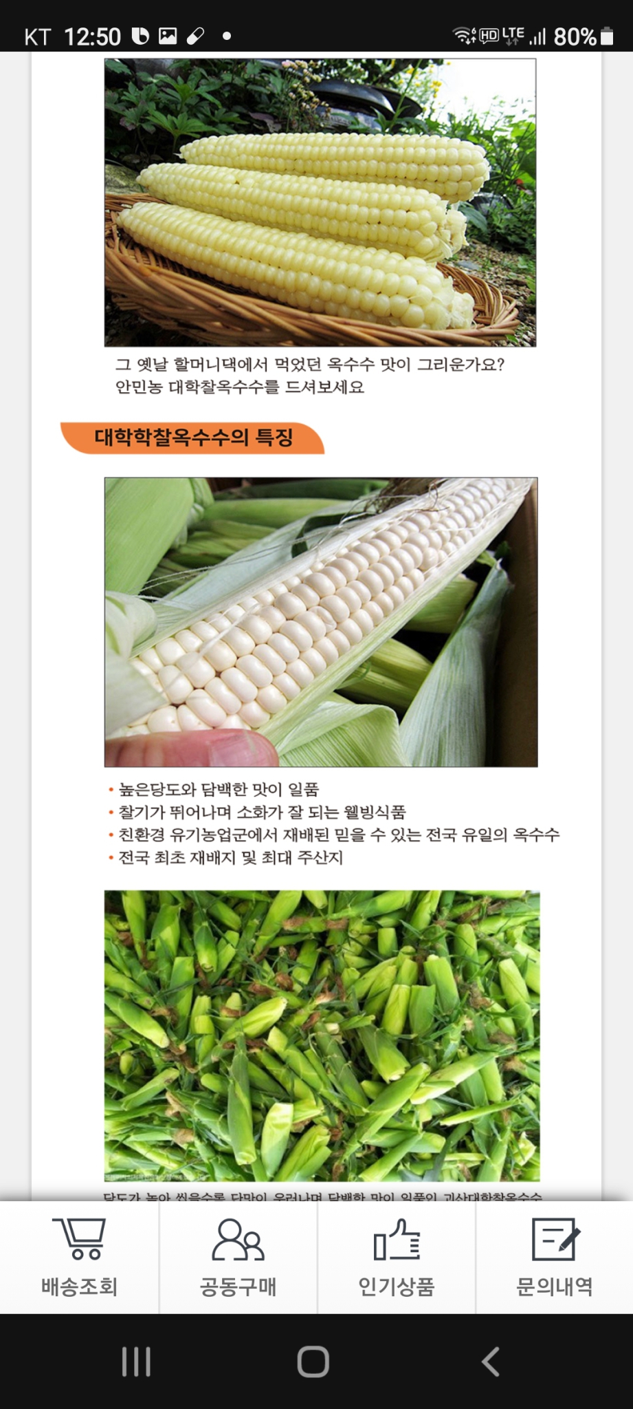 괴산군 안민농 대학 찰옥수수