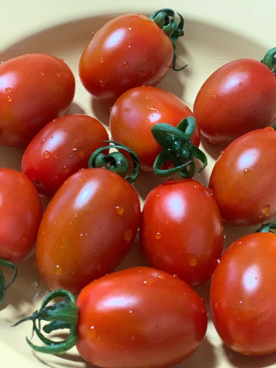 패스트캠프 오토 6 그레이 텐트