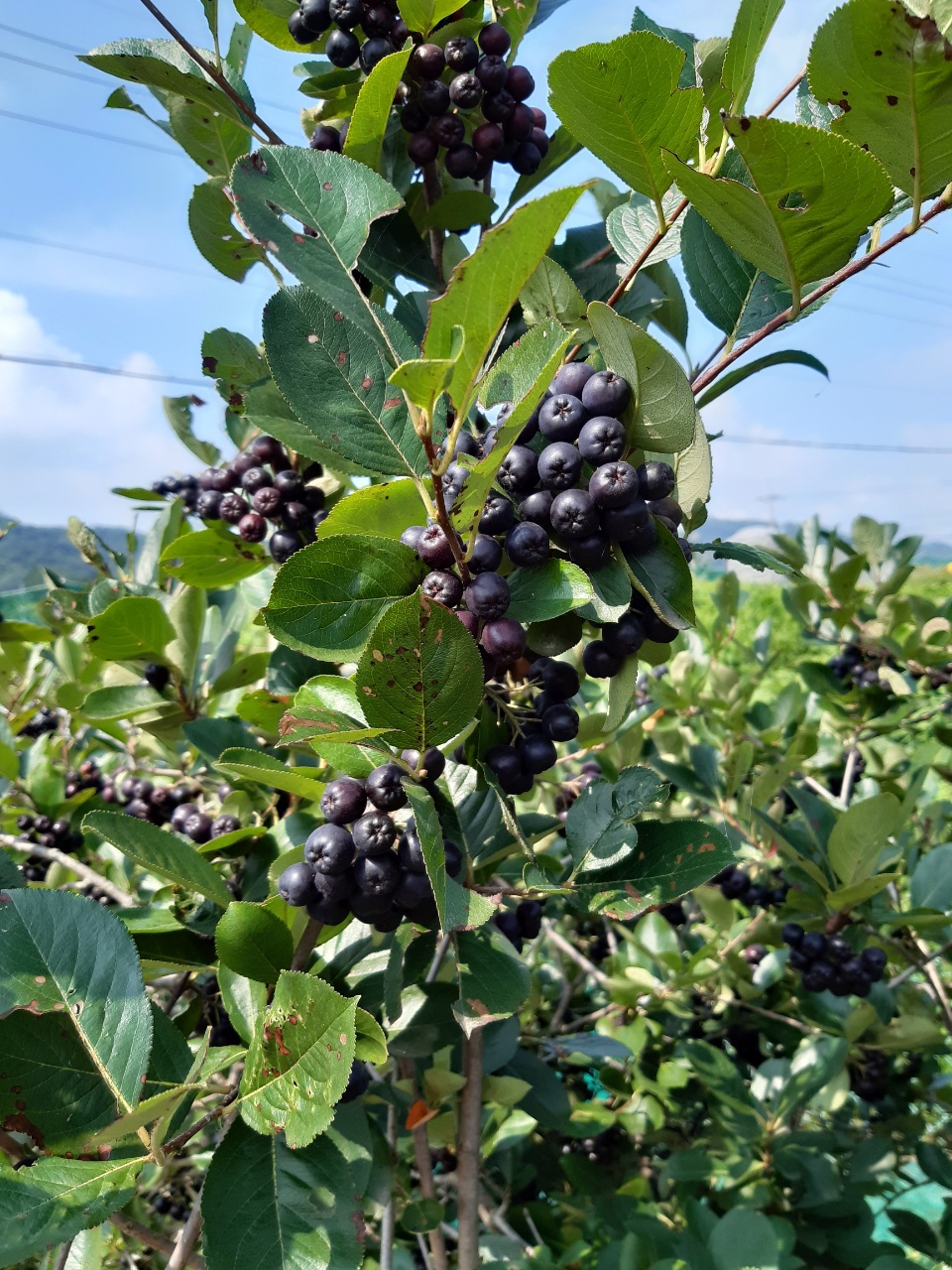 아로니아생과1kg - > 주문받습니다.