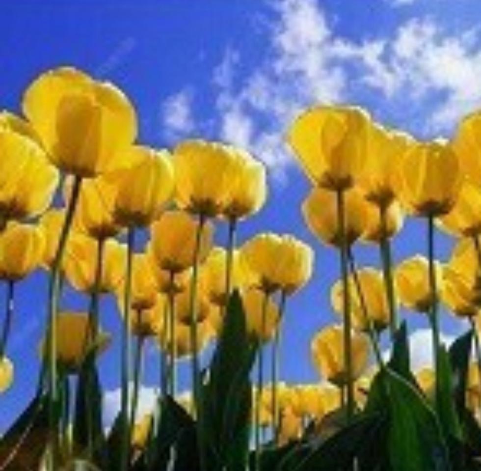 보스베이비. 모가디슈 cgv예매