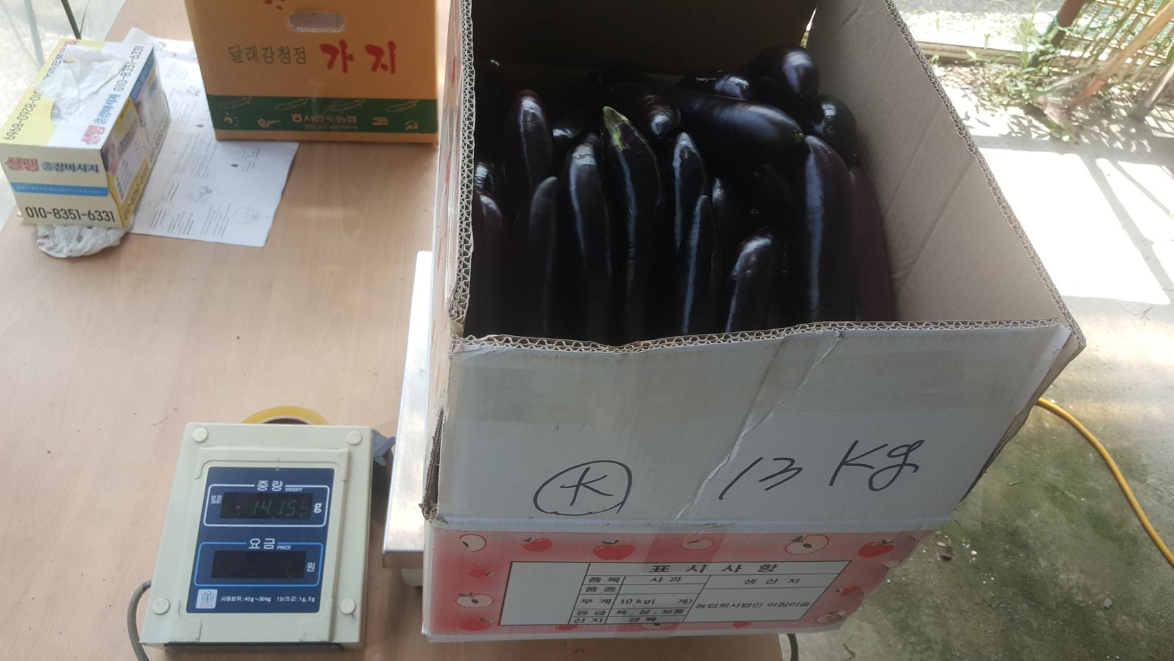 오늘 수확한 가지 경매가이하로 아주 저렴하게 팝니다