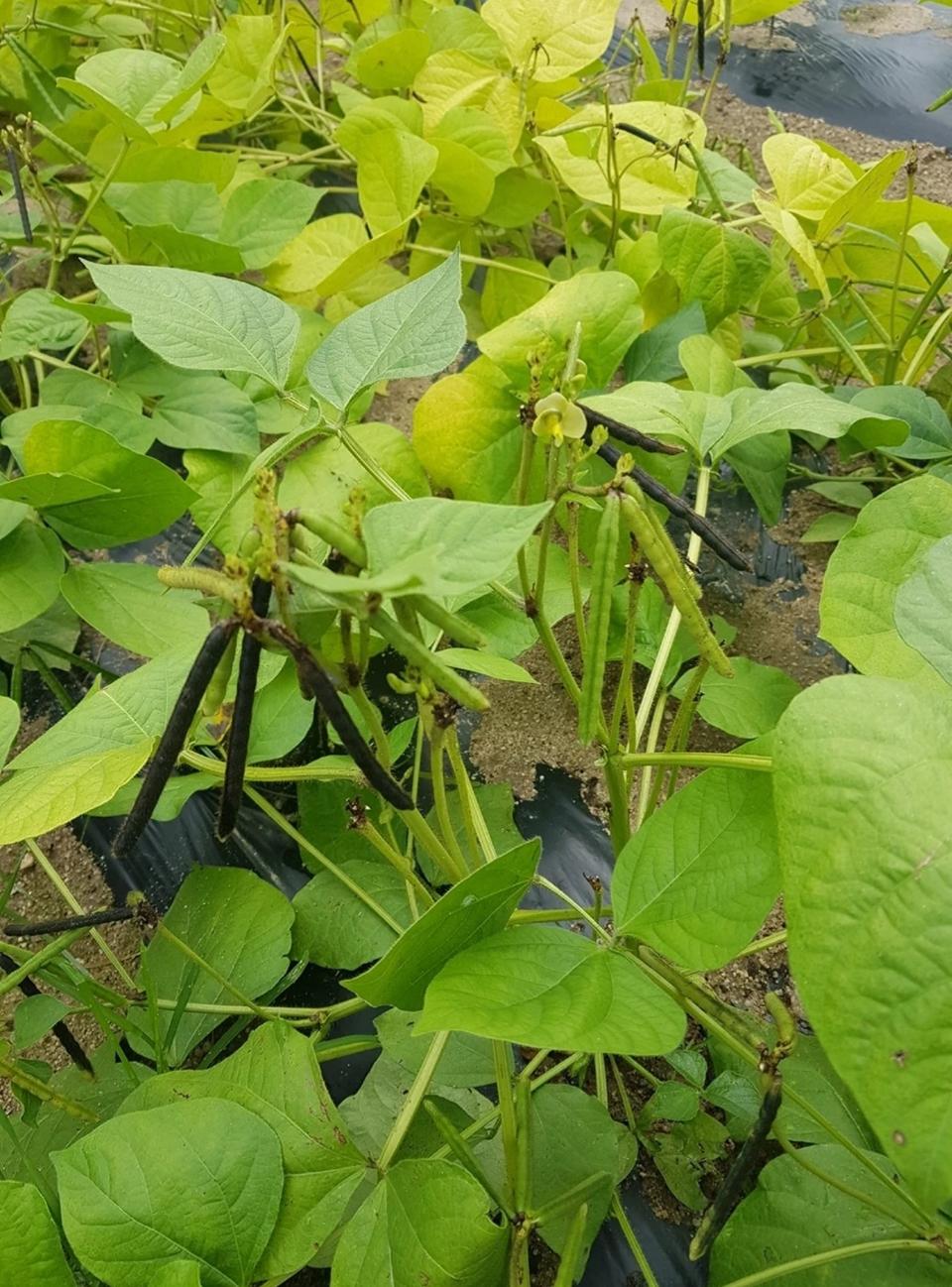 햇녹두(22년) 1kg(직접농사)