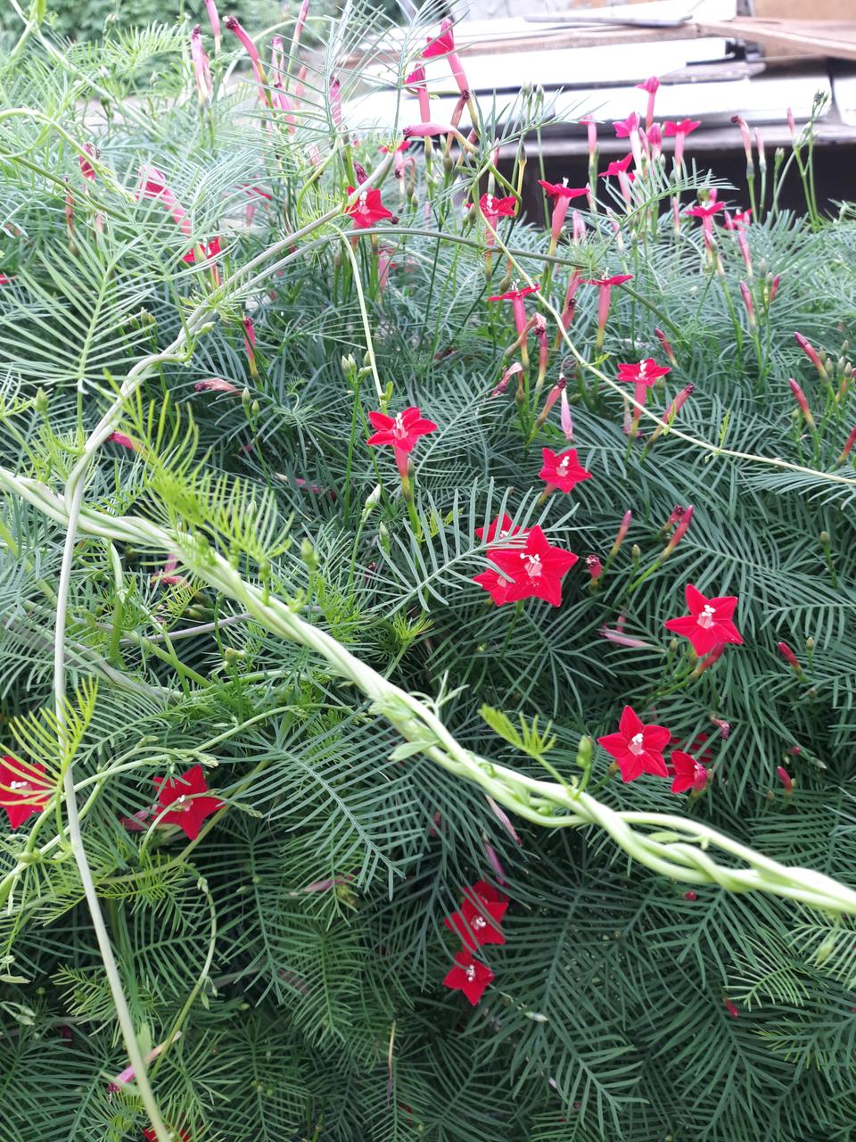 유홍초 씨앗  30립