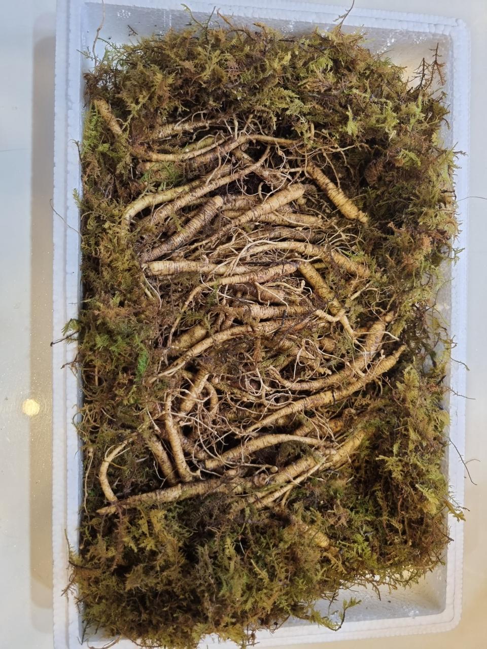 실속형 자연산산삼