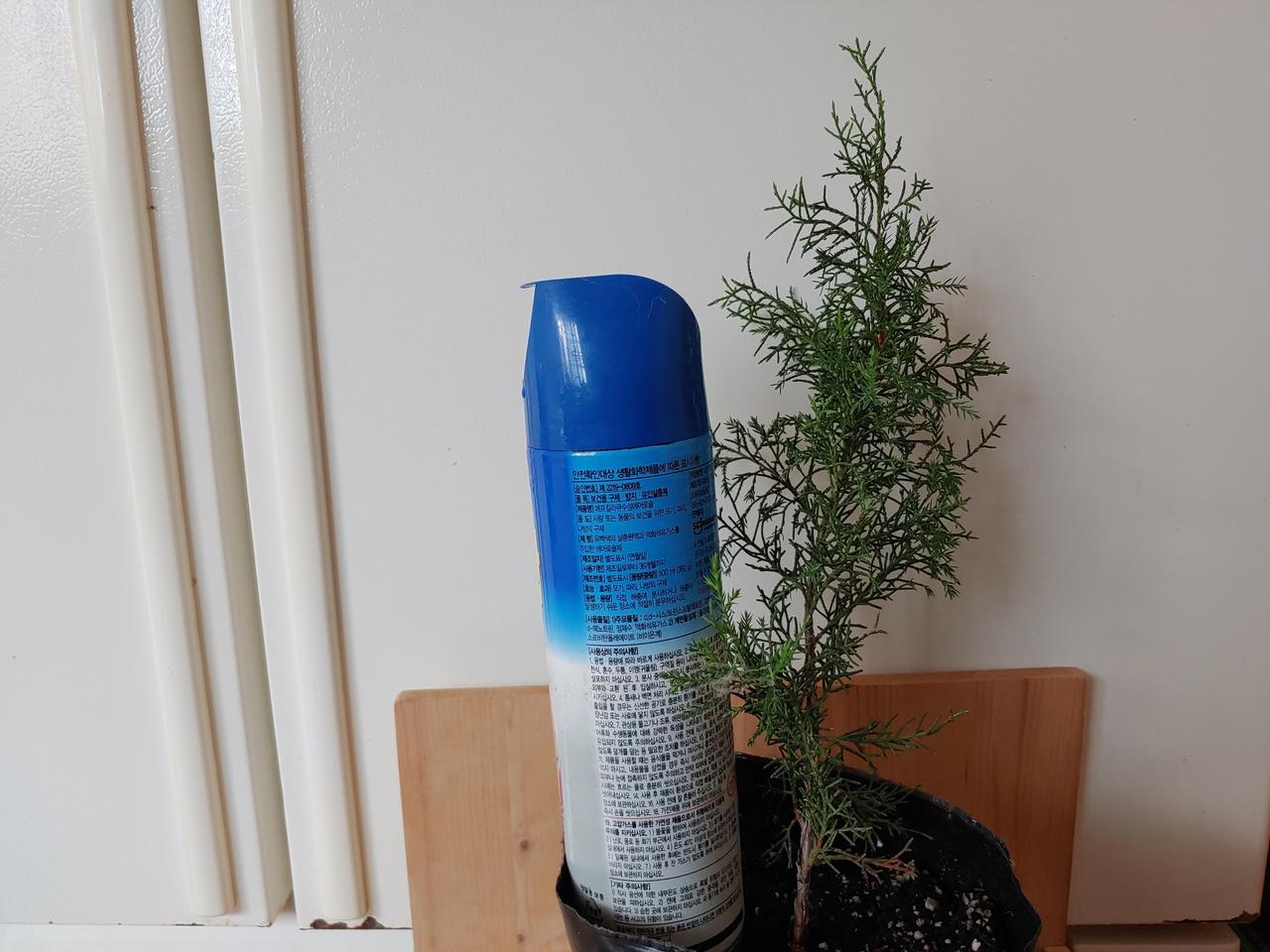 옥향 둥근 측백나무(30cm 전.후)