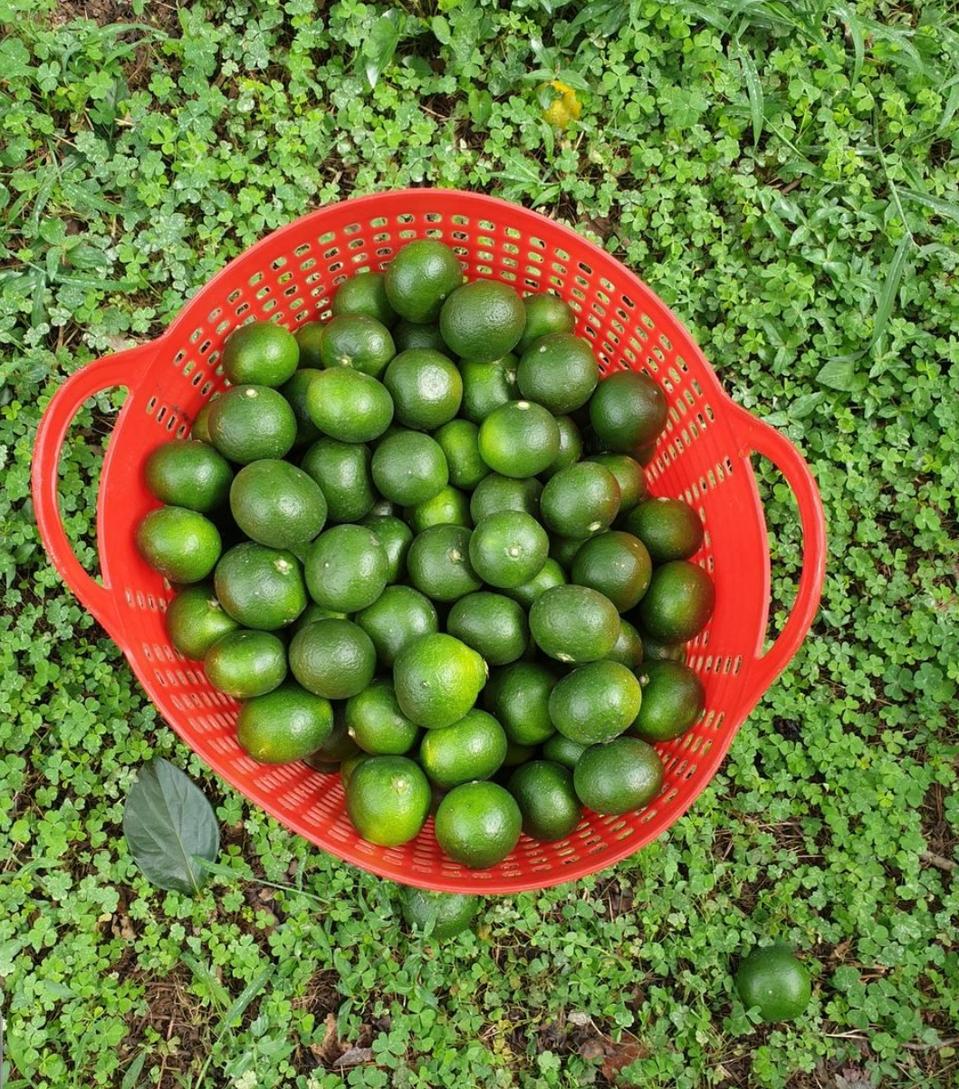 서귀포 청귤(농약잔류검사 통과!)