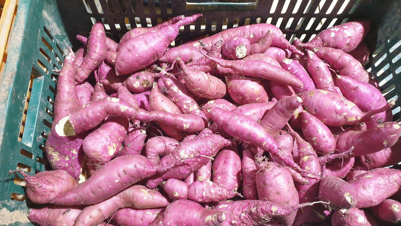 무선별 꿀고구마 10키로 무료배송