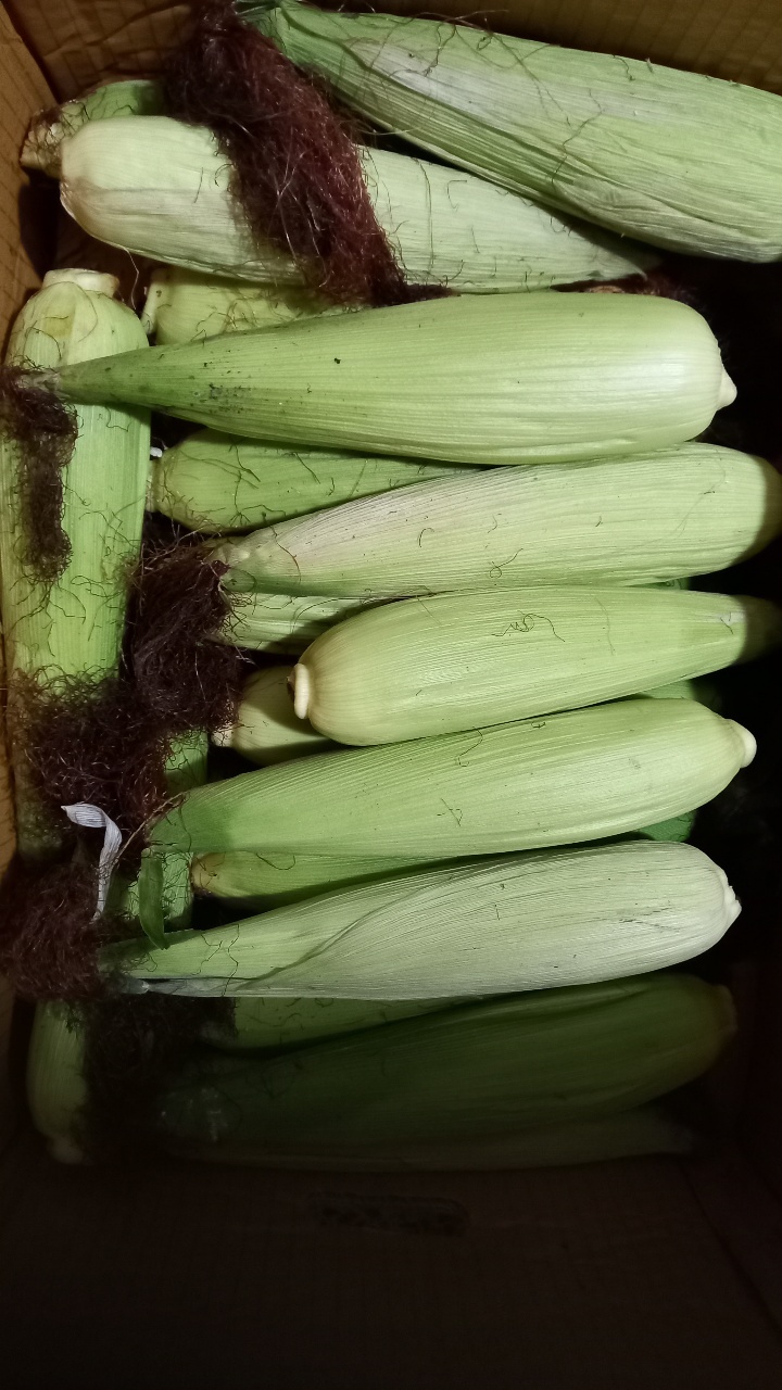 강원도 치악산 감자와 찰옥수수