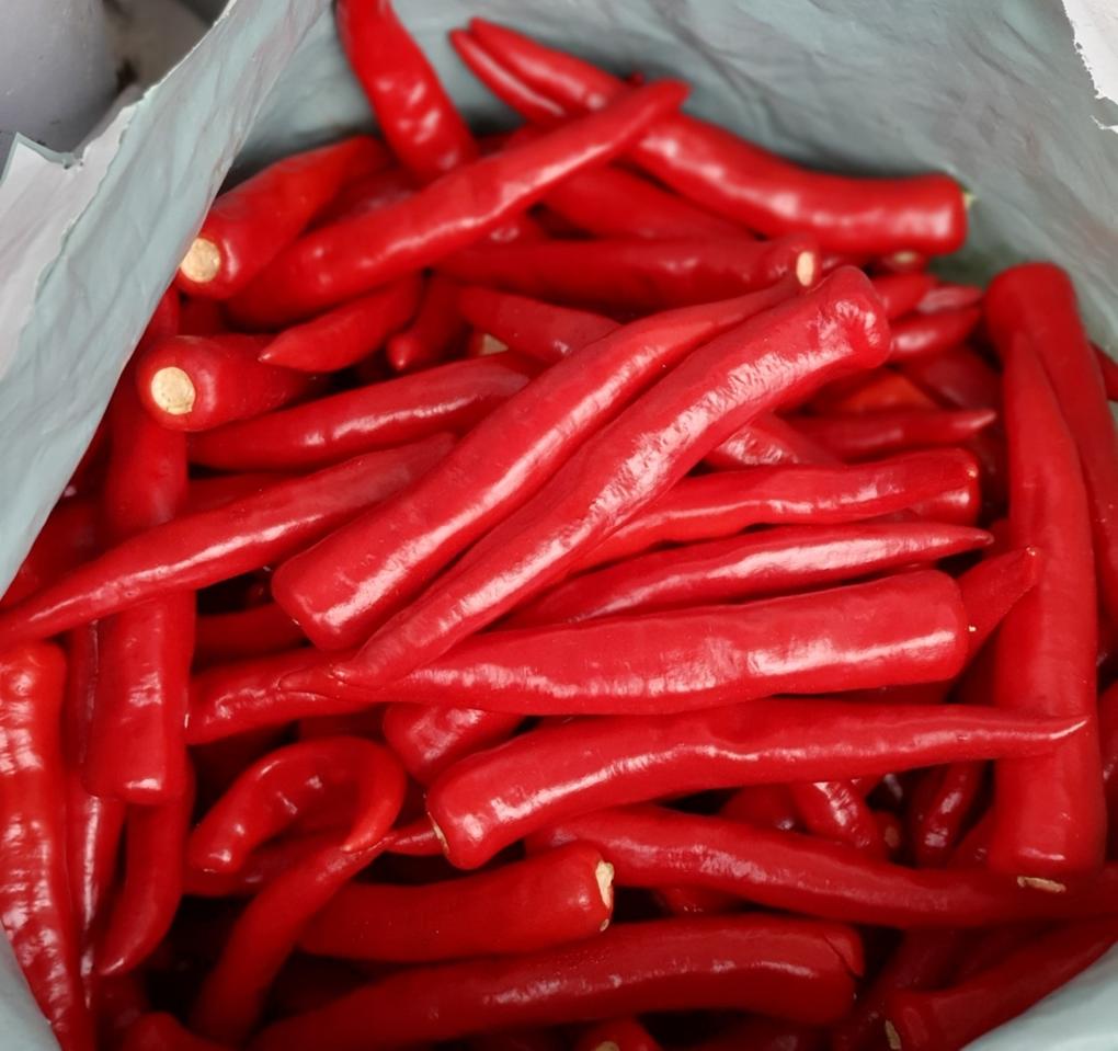 올해 수확한 충북 증평 고추 / 고추가루 판매해요^^