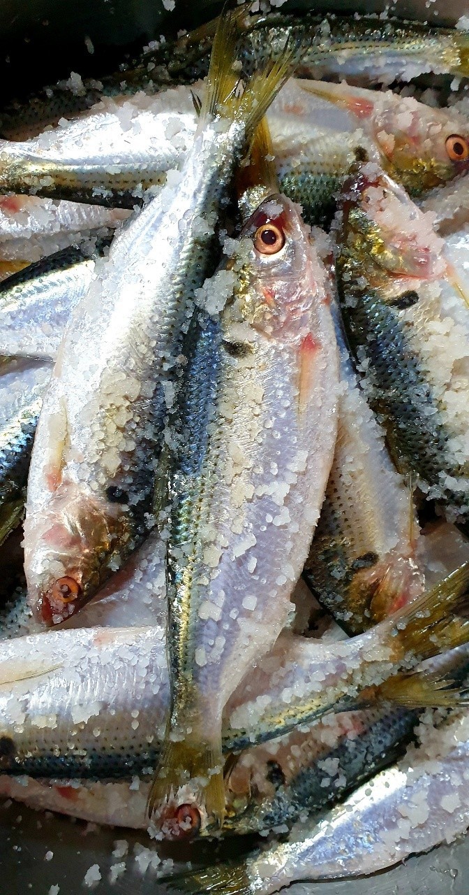 전어젓 삭힌고추젓