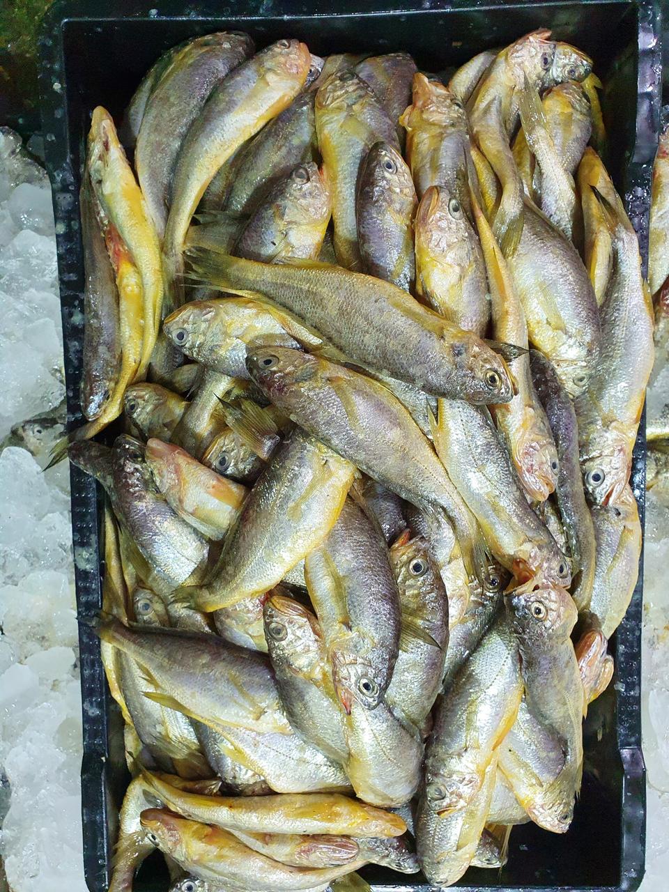 목포 파조기10키로