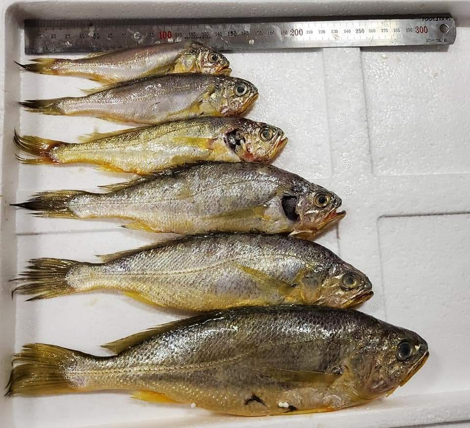 [시골어부수산] 영광법성 파(참)조기 판매합니다