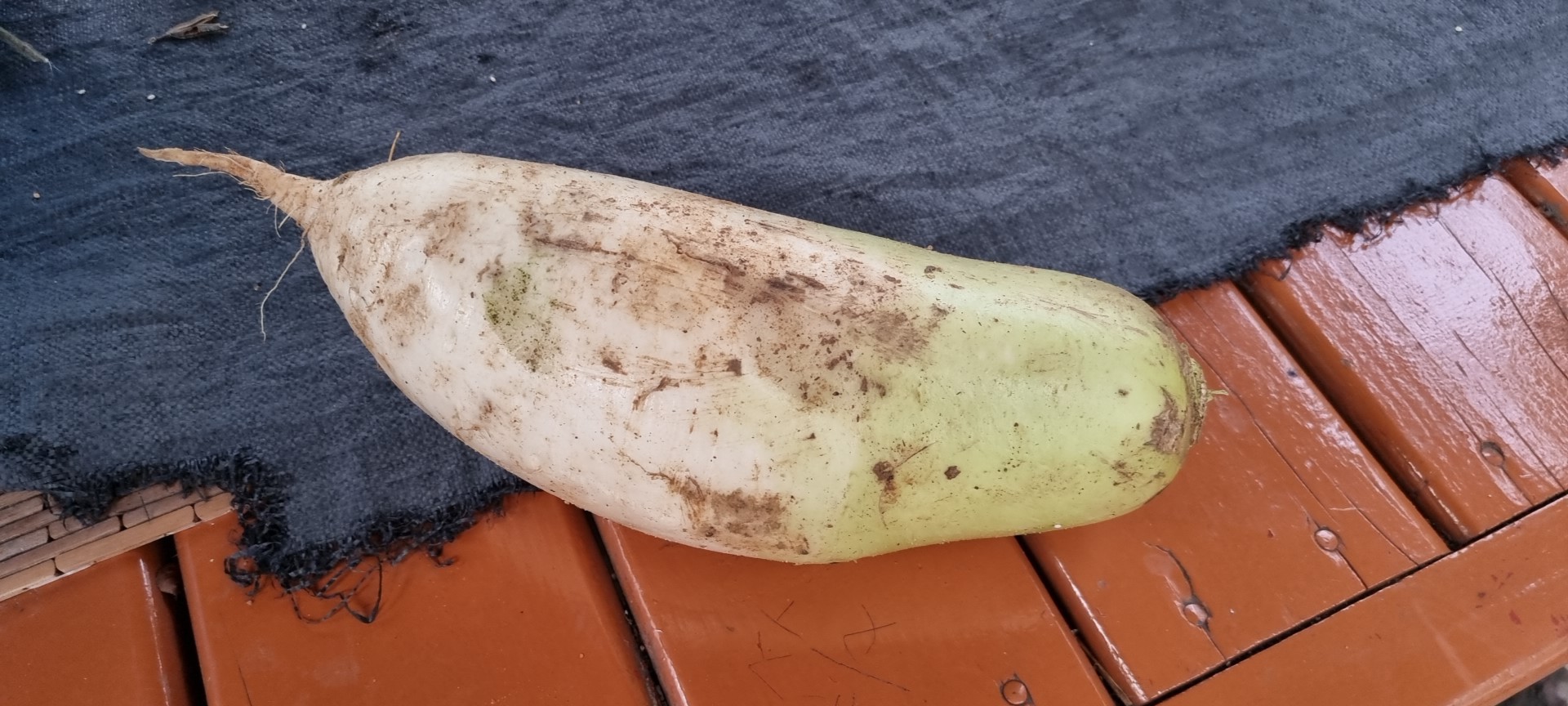 국내산 무 판매