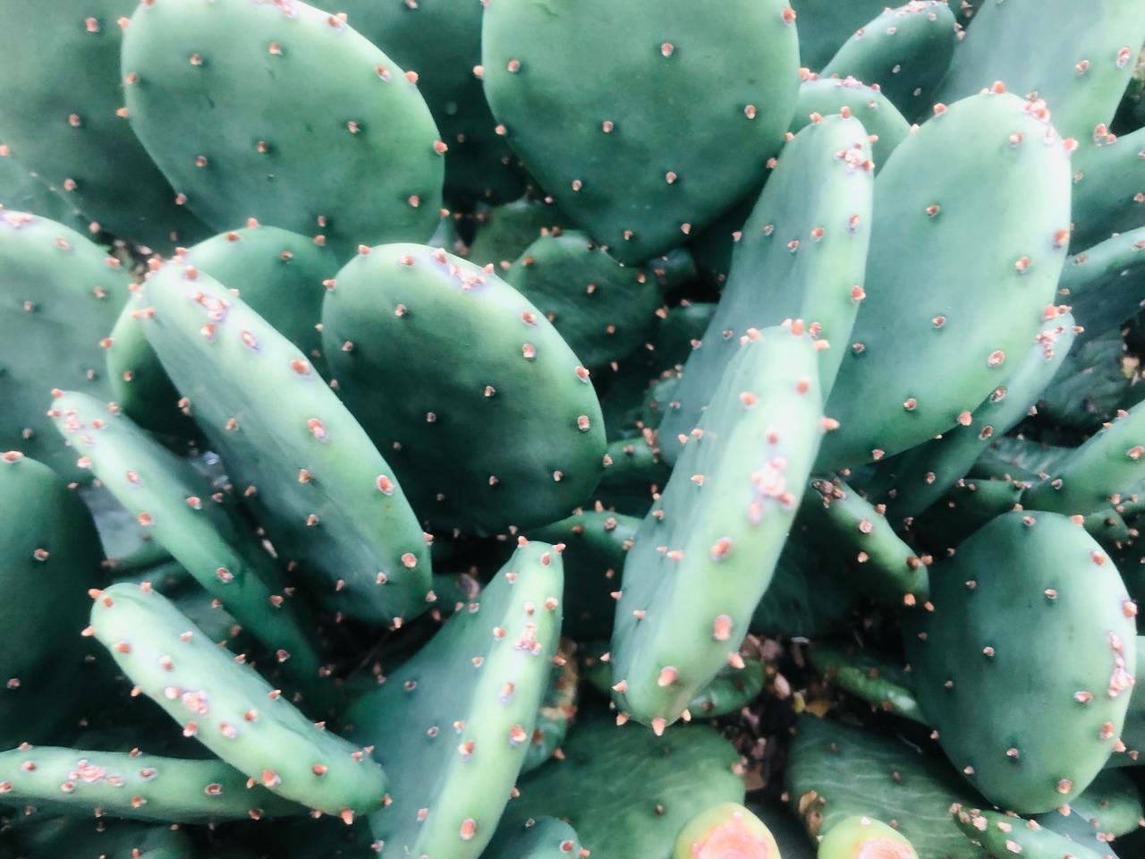 백년초/제주도백년초 판매합니다