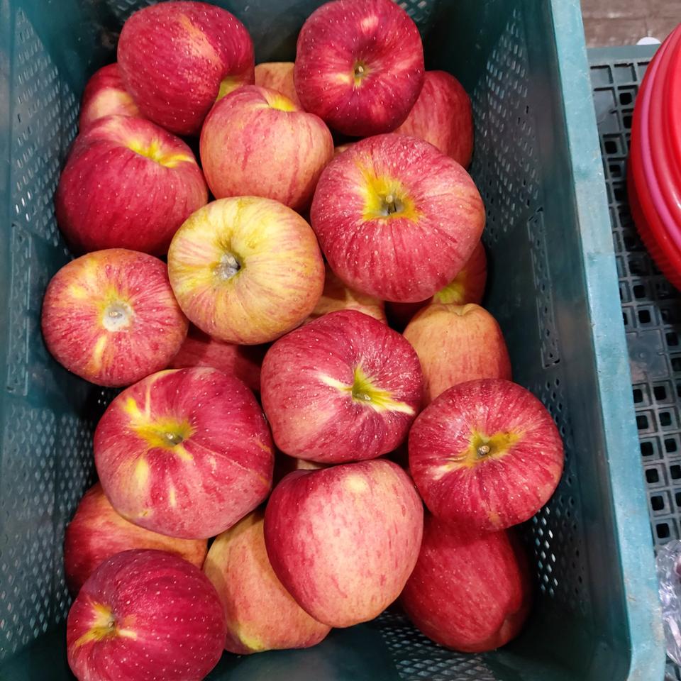 홍로사과 8키로 혼합과