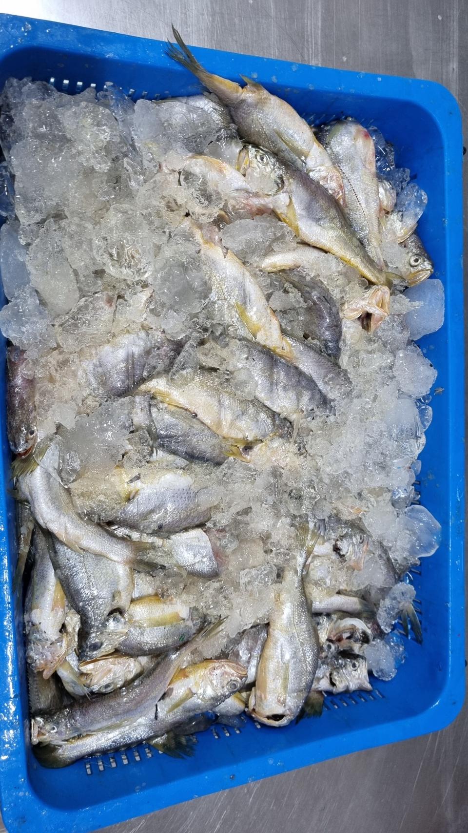 영광 법성 파(참)조기 판매합니다.